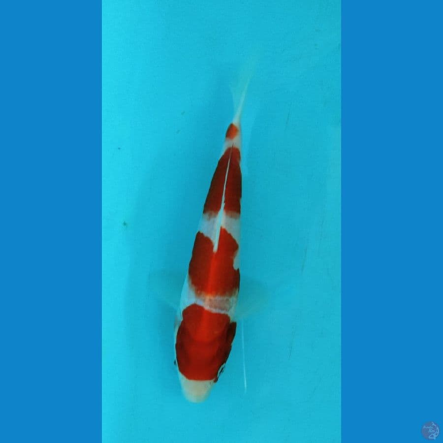 SU ~ 5 ~ Kohaku 20cm