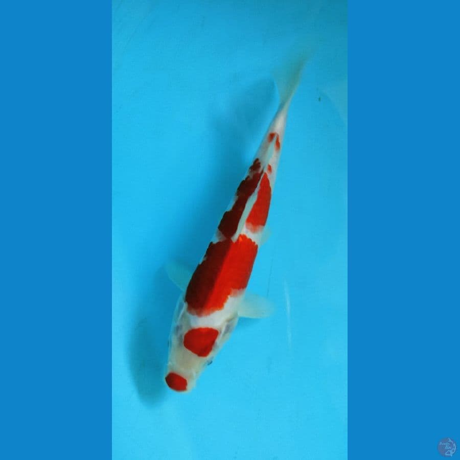 ~ 2 ~ Kohaku Kuchibeni 