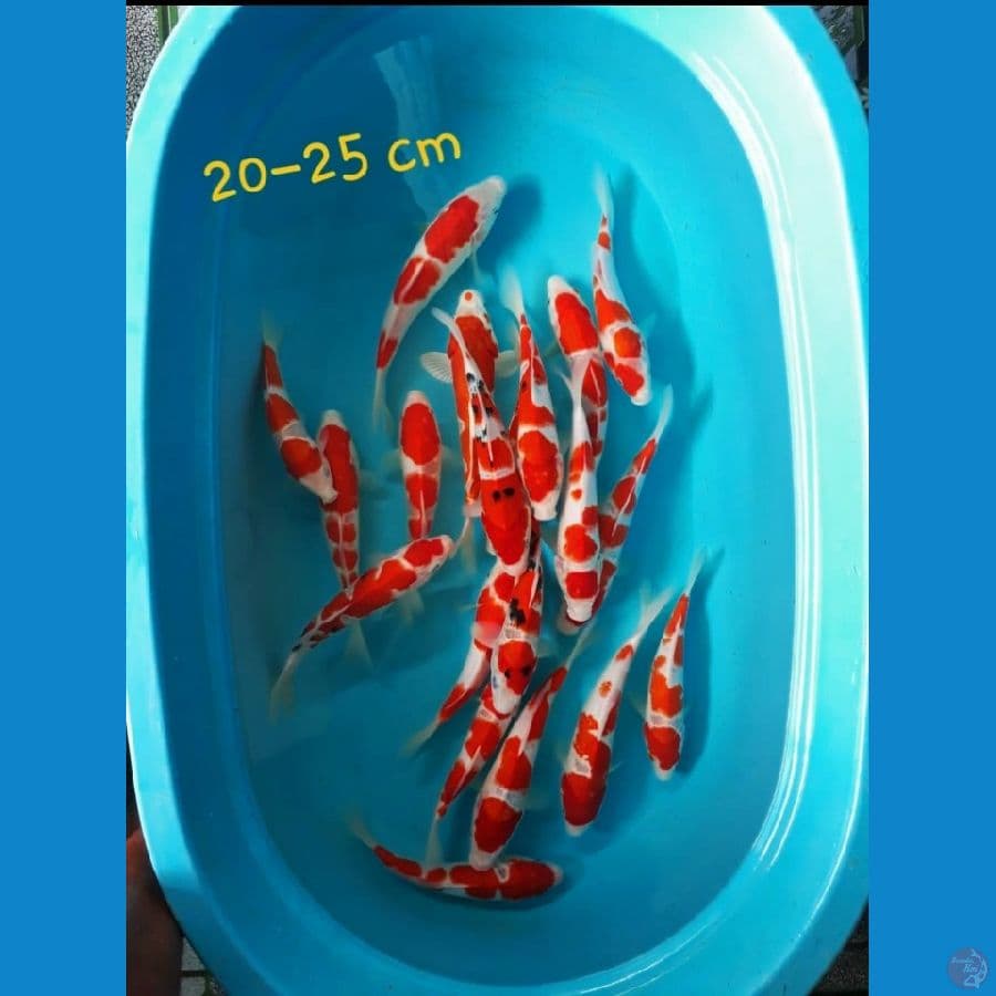 ~ 3 ~ Paket KOHAKU SANKE 