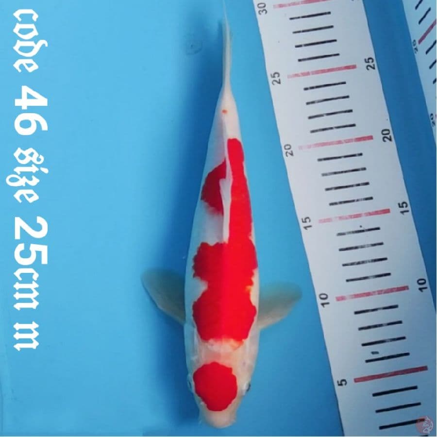 maruten kohaku