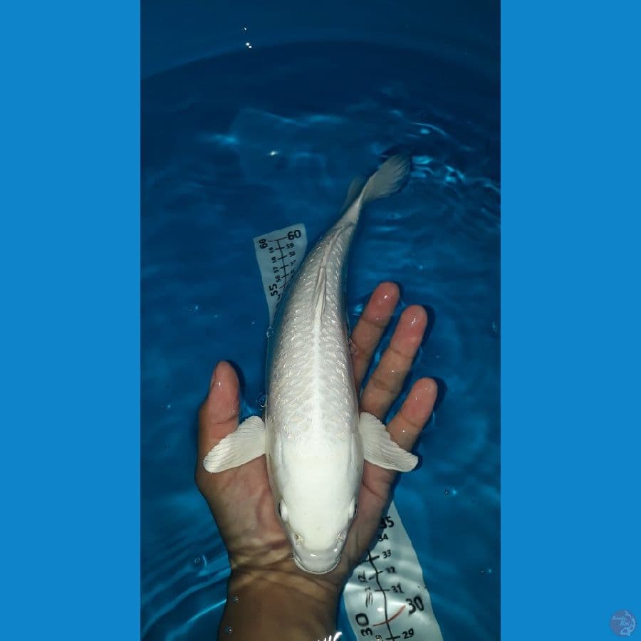 platinum ginrin jantan mulus 30cm