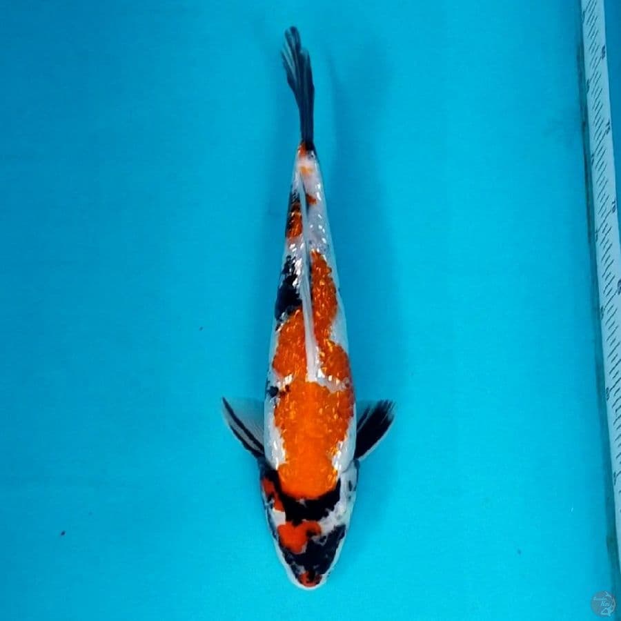 GINRIN SHOWA 33 CM