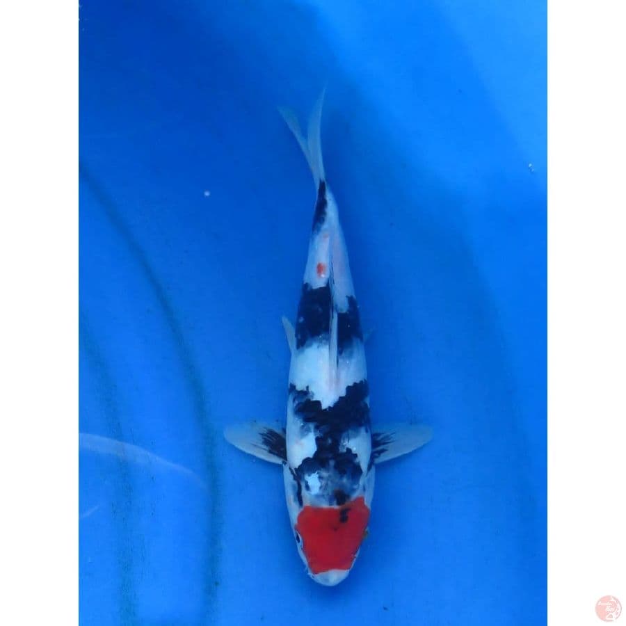 Tancho Showa - 27cm 