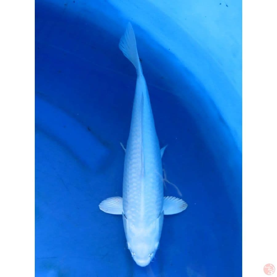 Platinum - 32cm