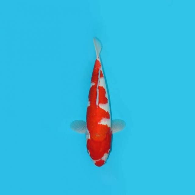 BKS ( KOHAKU 35 CM )