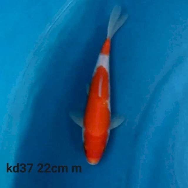 kohaku f1 