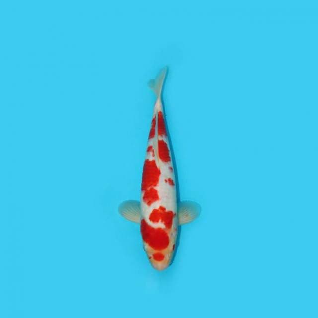 BKS ( KOHAKU 34 CM )