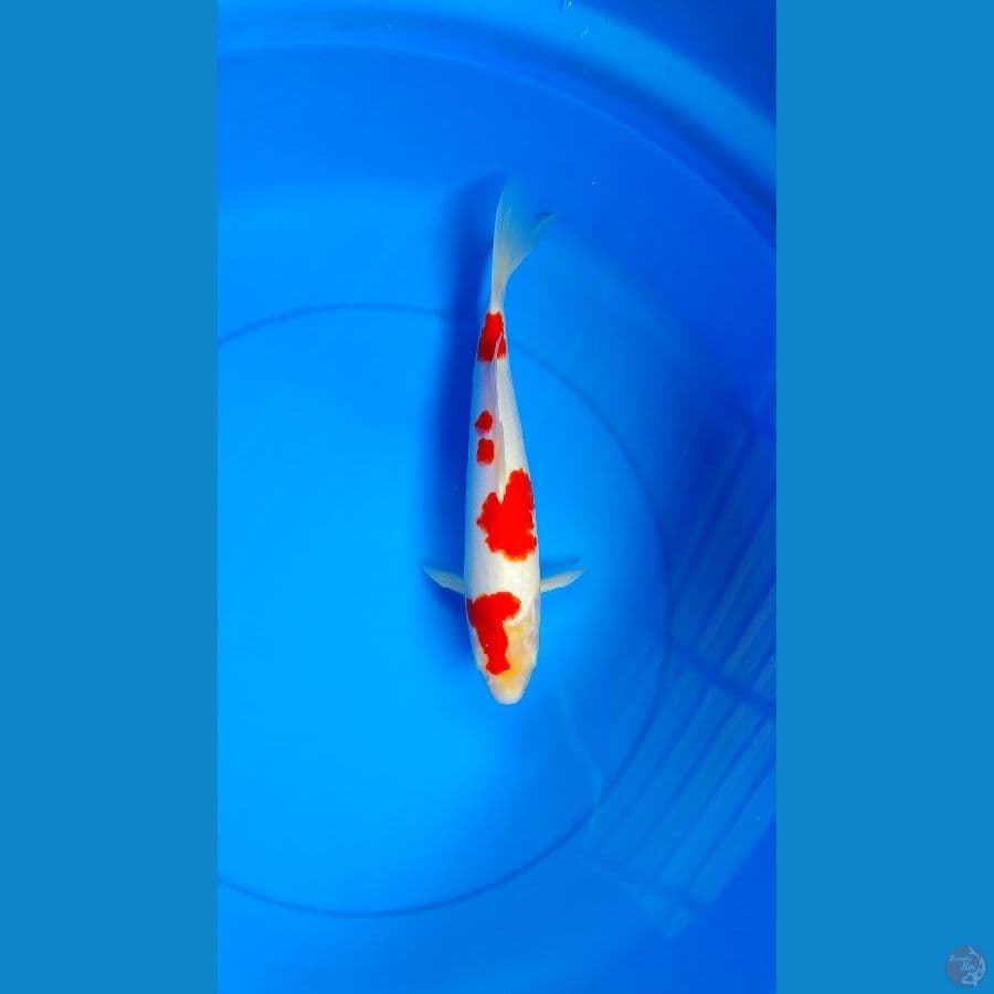 kohaku 32cm