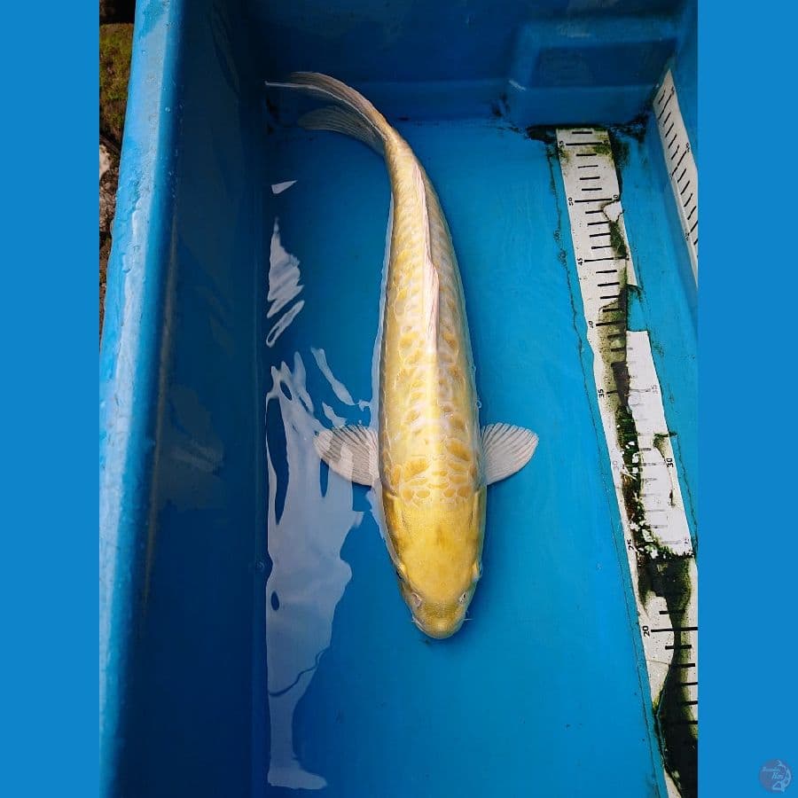 JUMBO DOITSU OGON 42 cm