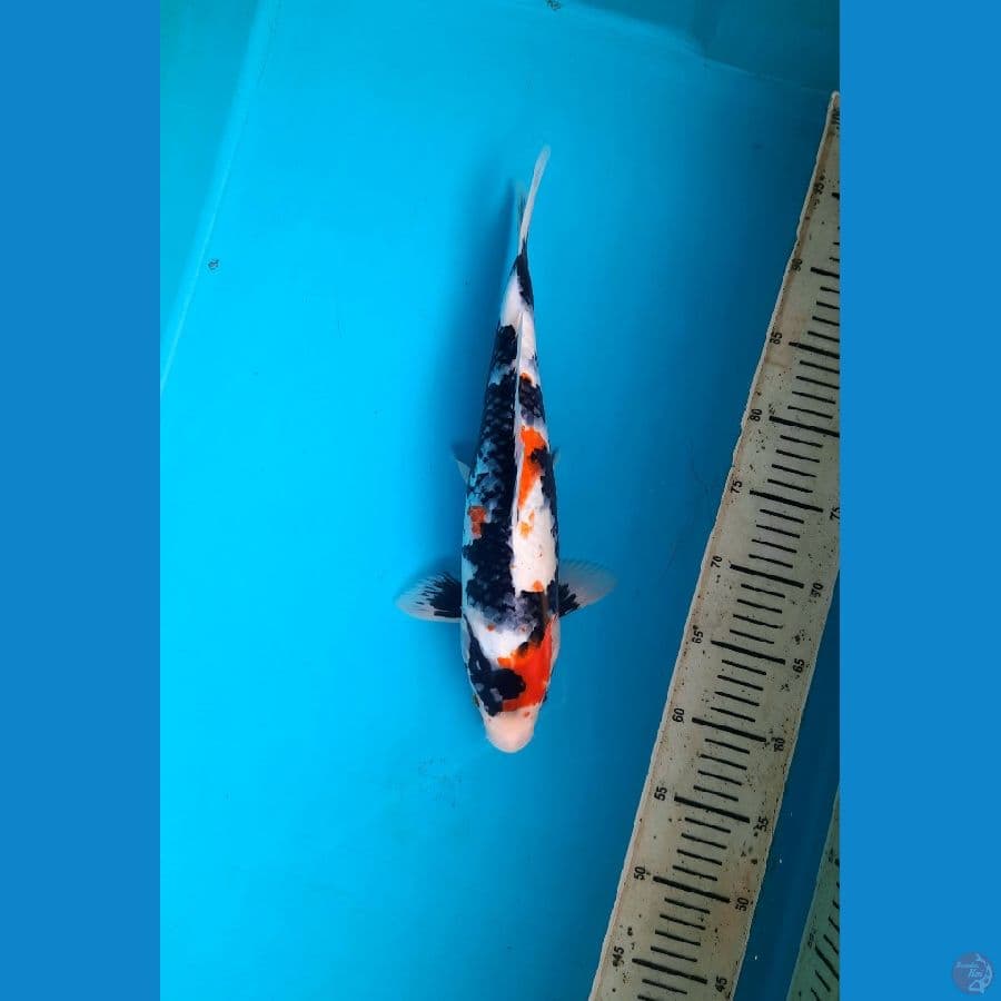 Tategoi showa 35cm Female