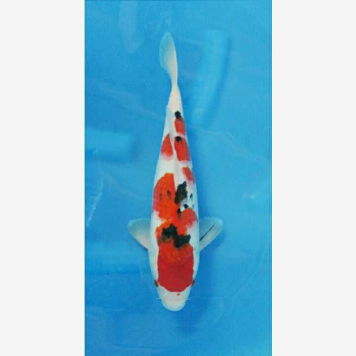 TAISHO SANKE F1