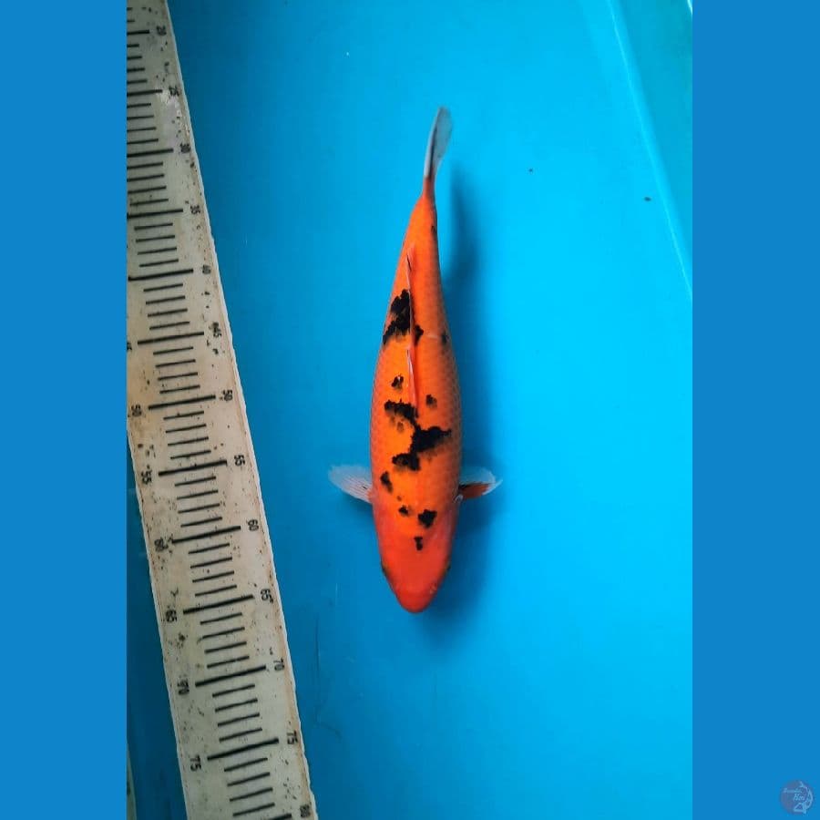 Spc Aka bekko 35cm Female