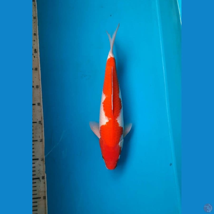 Stright Hi Kohaku 38cm Male