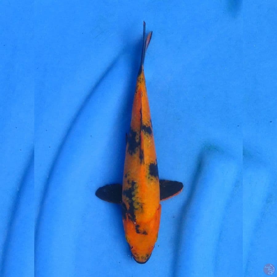 Hi Utsuri - 23cm