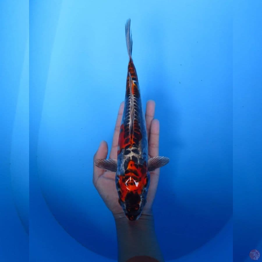 Beni Kiko - 26cm