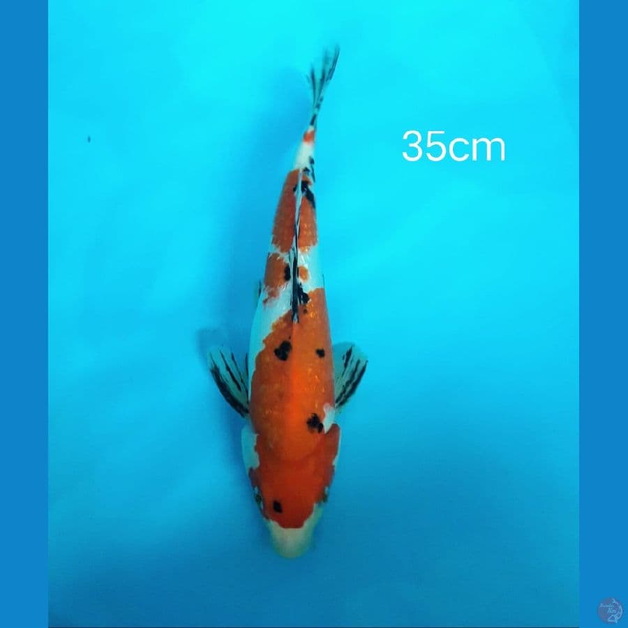 Sanke tajima 35cm