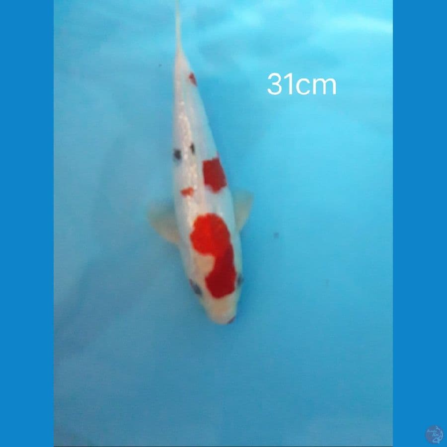 Sanke 31cm