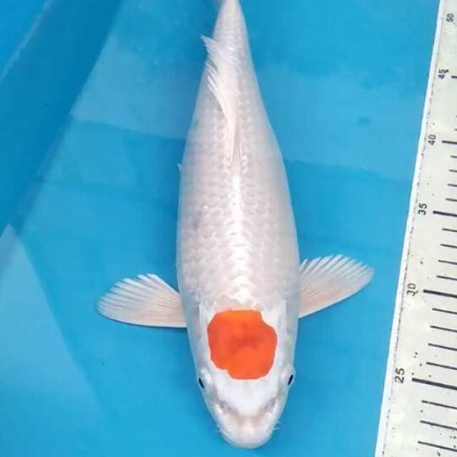 Tancho
