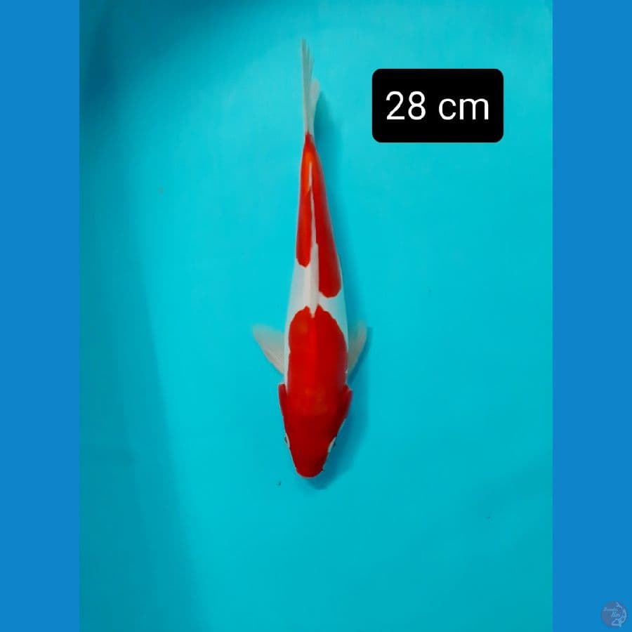 Doitsu 28 cm