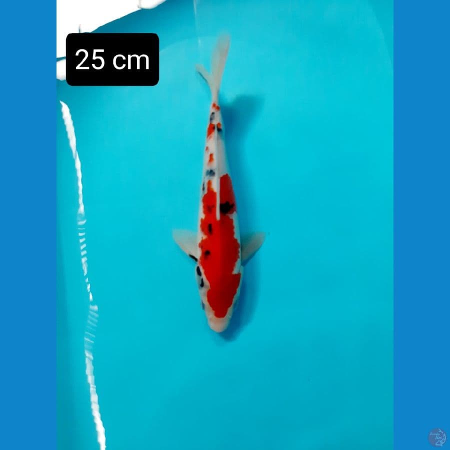 sanke 25 cm