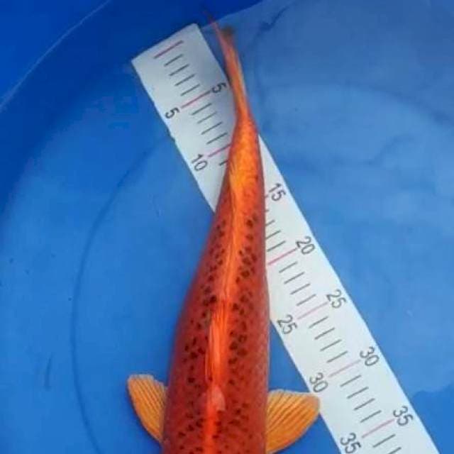 Aka matsuba strong munuk 44cm