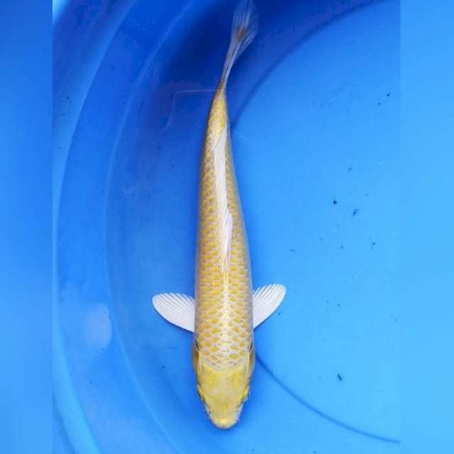 Yamabuki ogon
