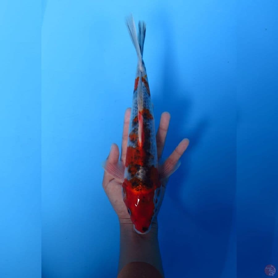 Showa Ghosiki -28cm