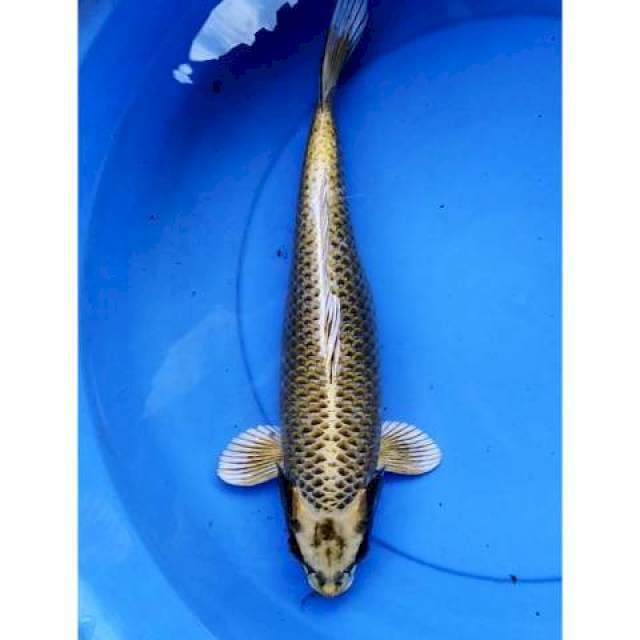 Mukashi gold 38 cm
