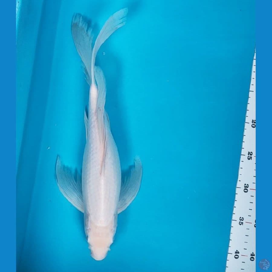 kumpay shiromuji bersih 38cm