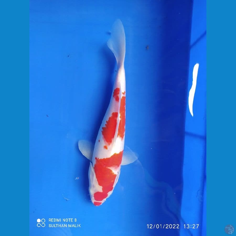 kohaku ory 29 cm
