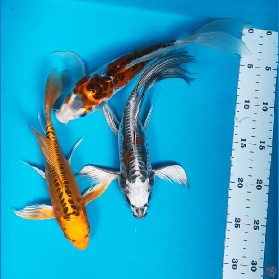 mix kumpay 22,23,25cm