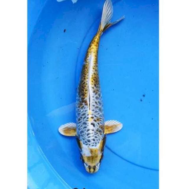 Kawarimono 34 cm