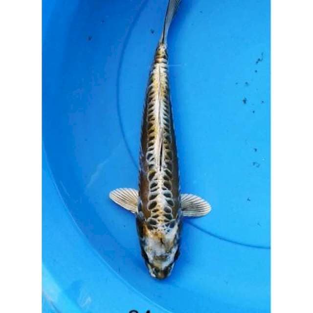 Kawarimono 34 cm