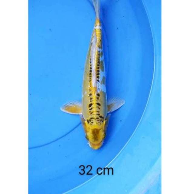 Kikokuryu 32 cm
