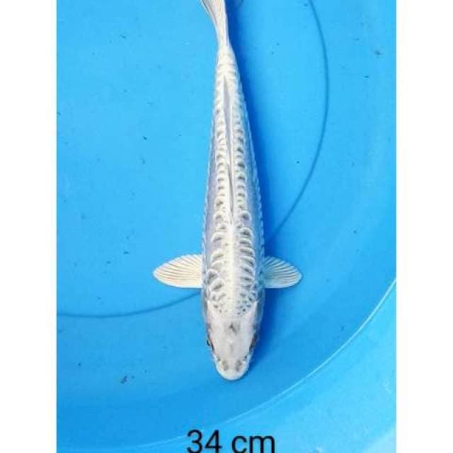 Kawarimono 34 cm