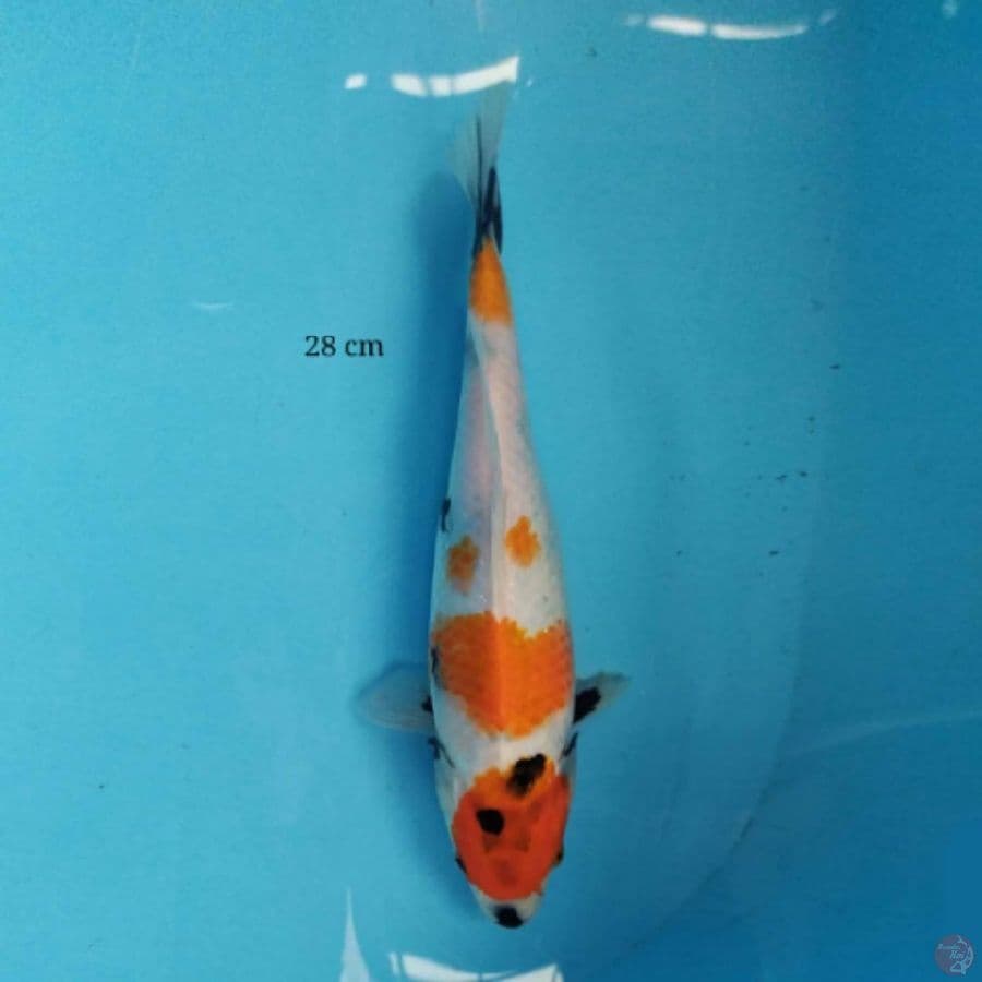 Showa 28 cm