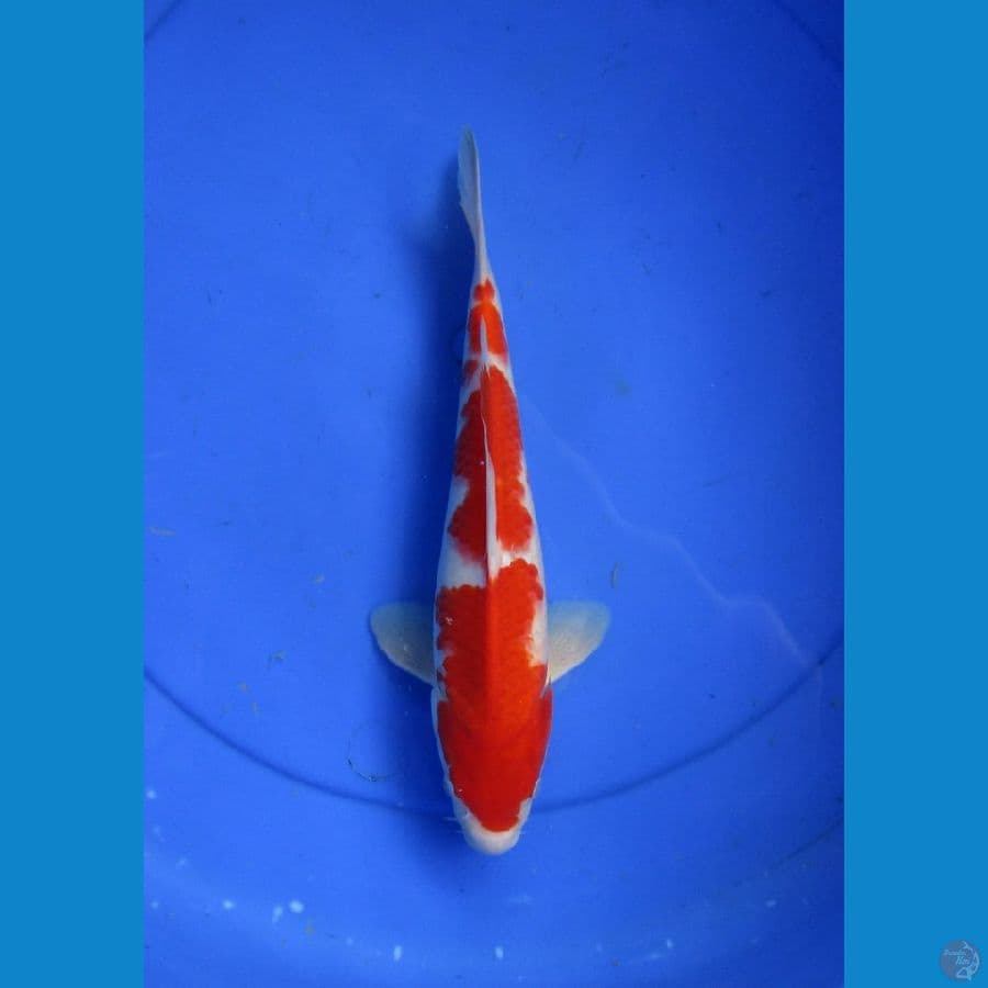 kohaku ±28cm
