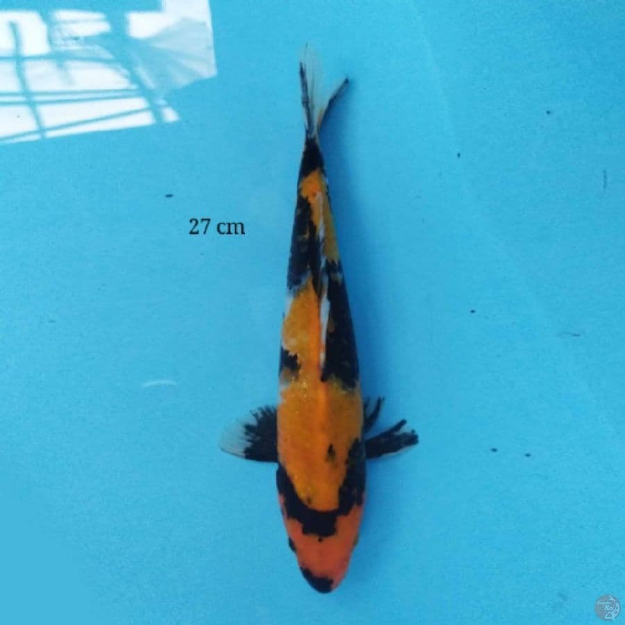 Showa 27 cm