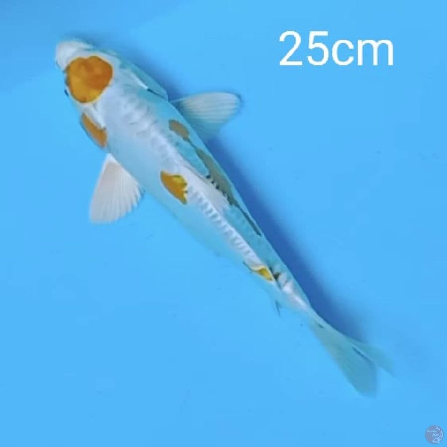 hariwake doitsu 25cm