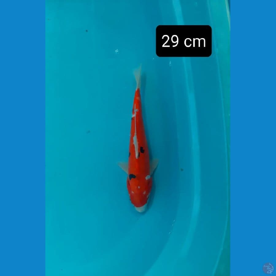doitsu sanke 29 cm 