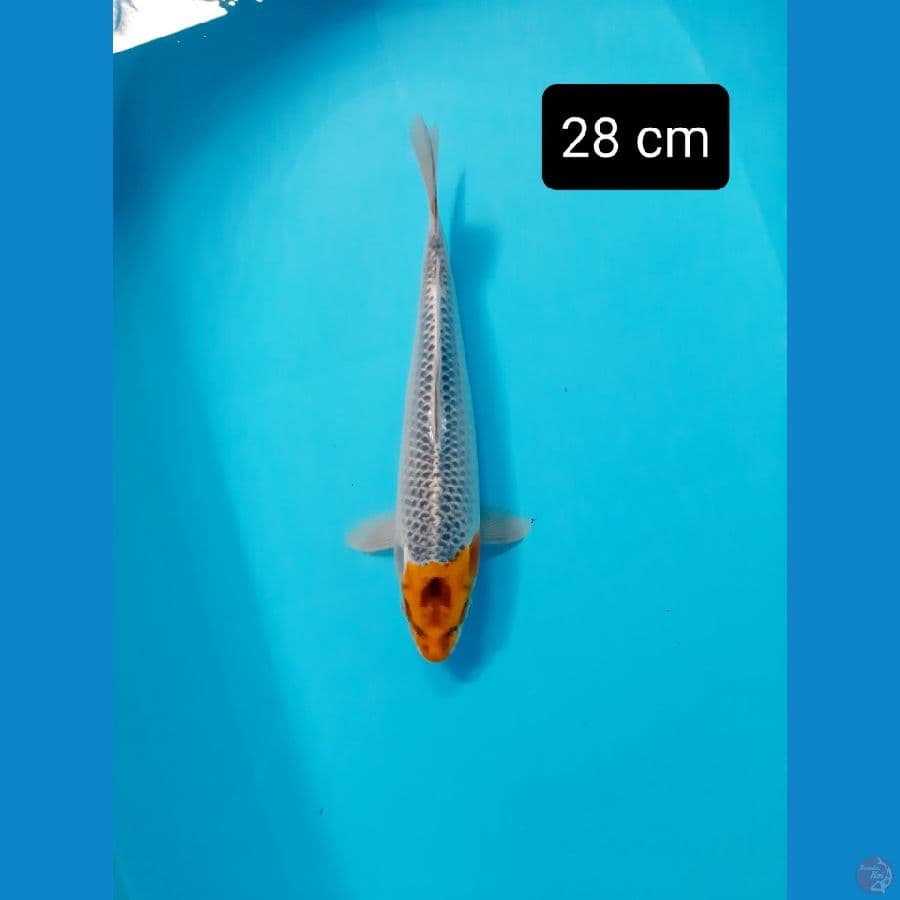 tancho hariwake 28 cm