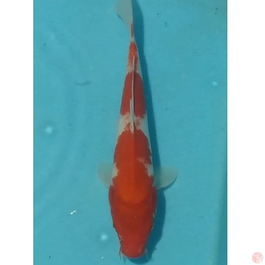 Kohaku