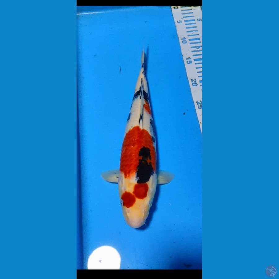 sanke 35cm