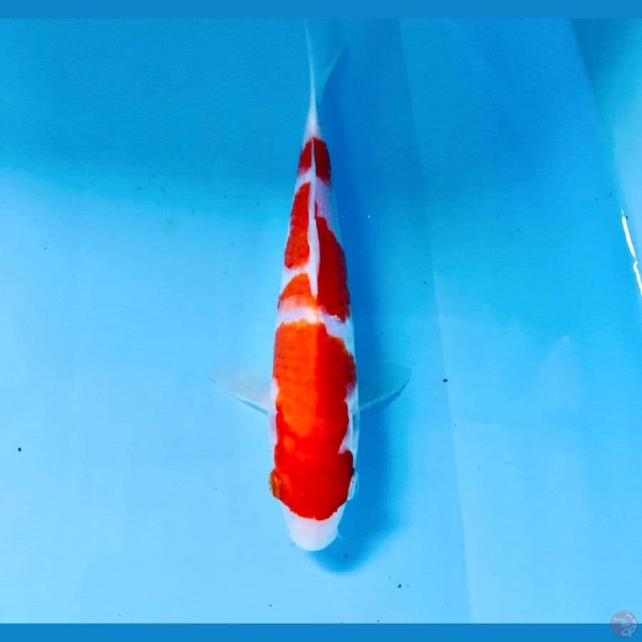 kohaku, 20 cm
