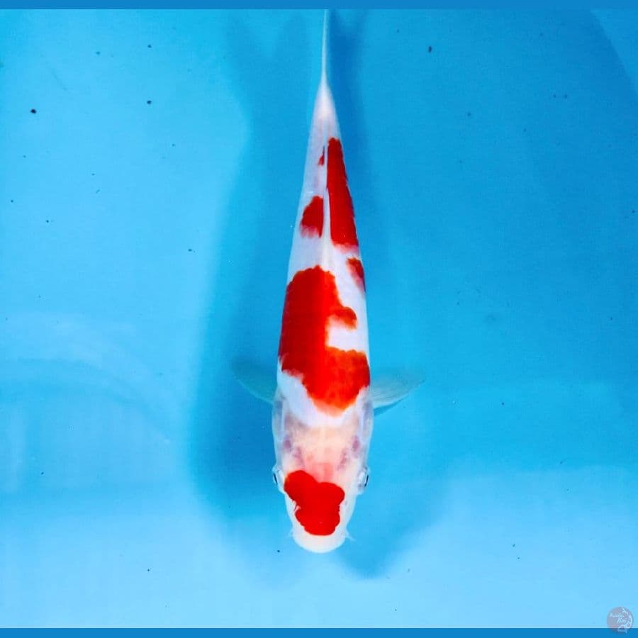 kohaku, 26 cm
