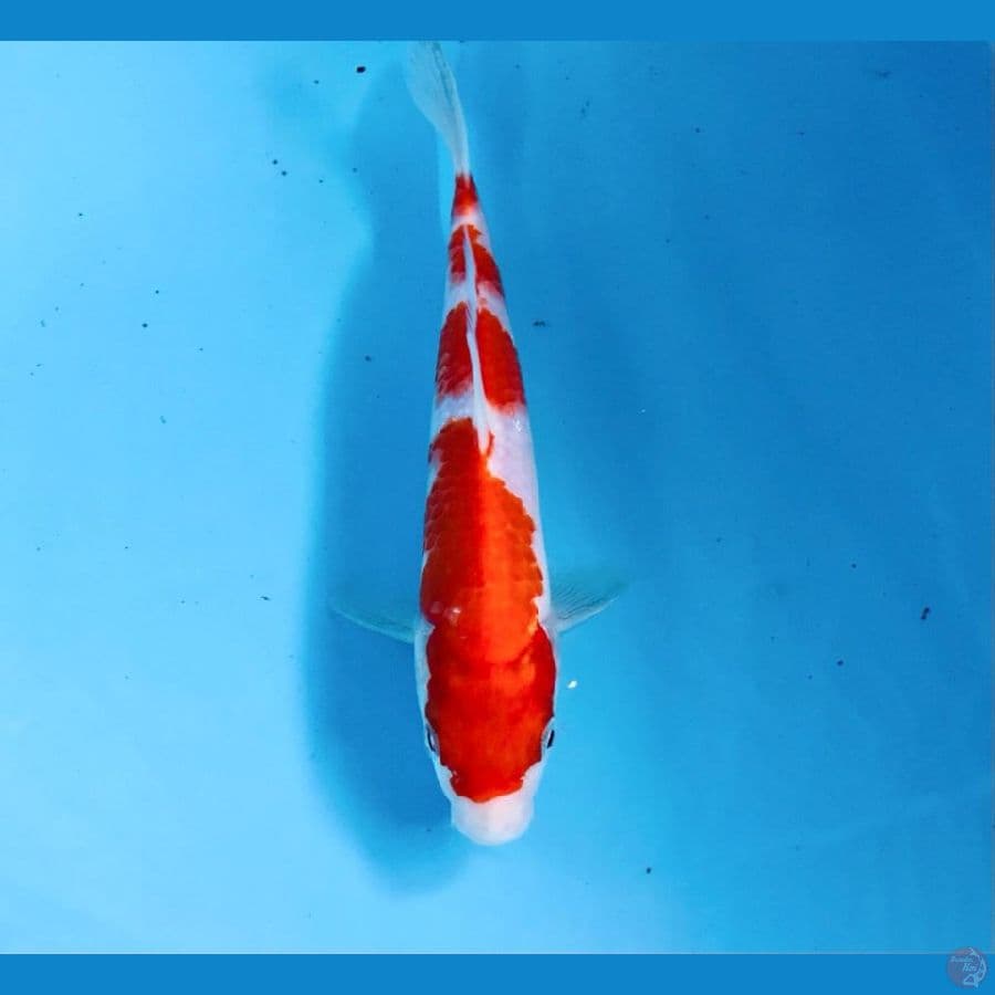 kohaku, 21 cm