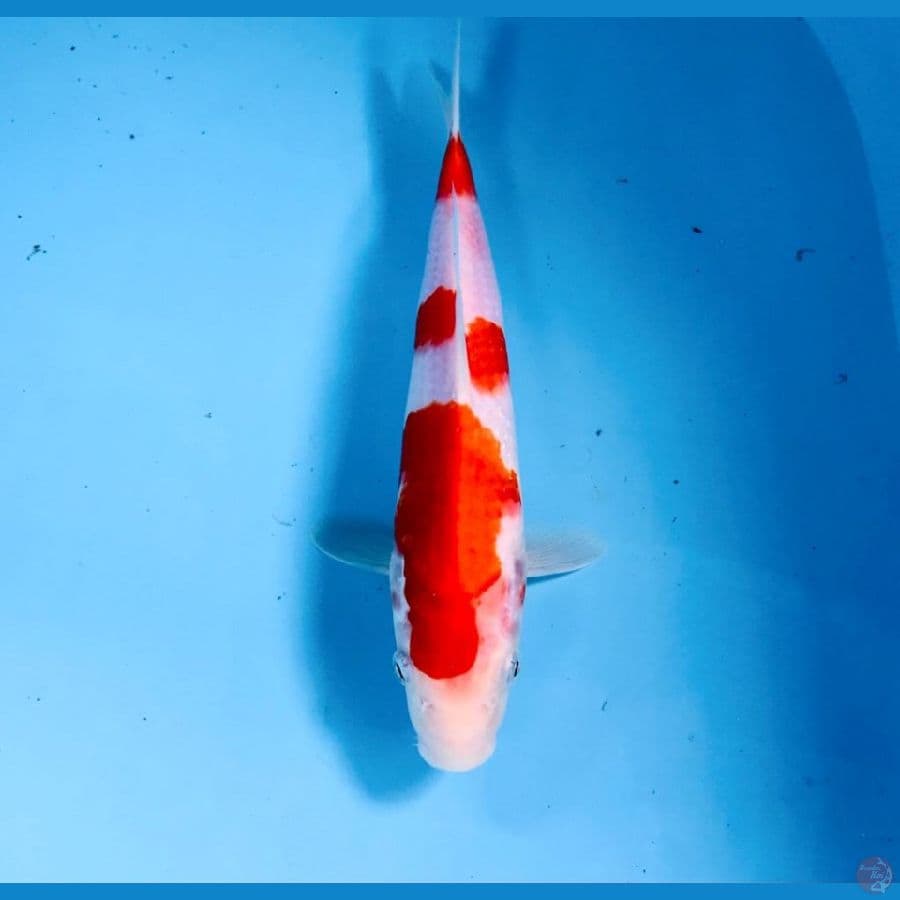 kohaku, 25 cm
