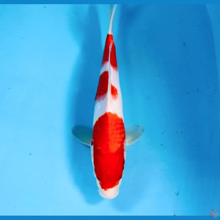 kohaku, 30 cm