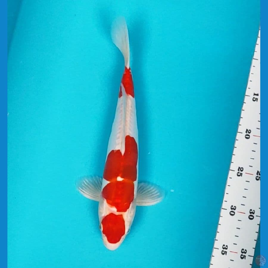 kikushui strong 29cm male