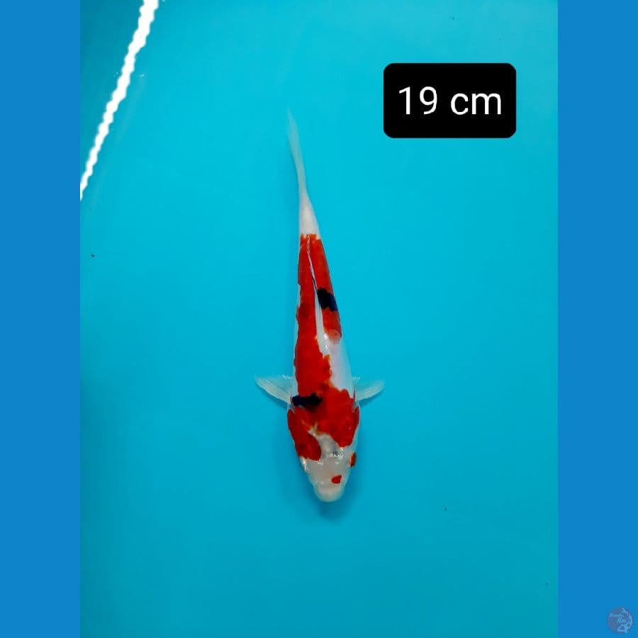 pumada kf 19 cm